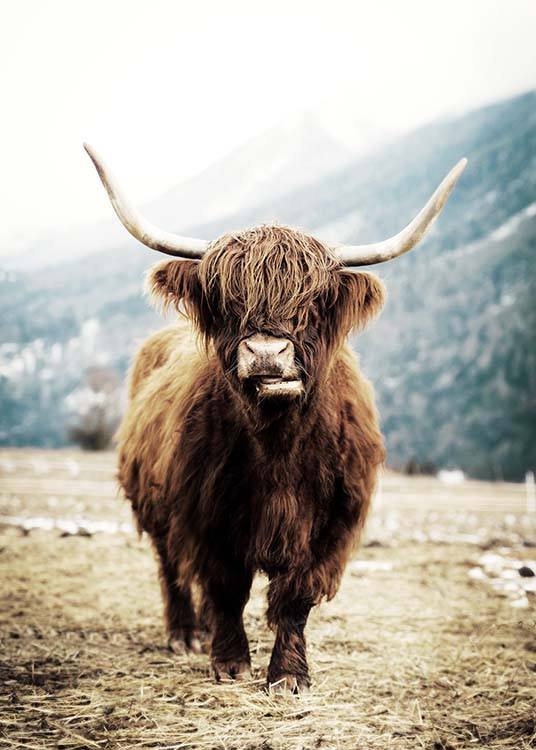 Highland Cattle On Field Poster