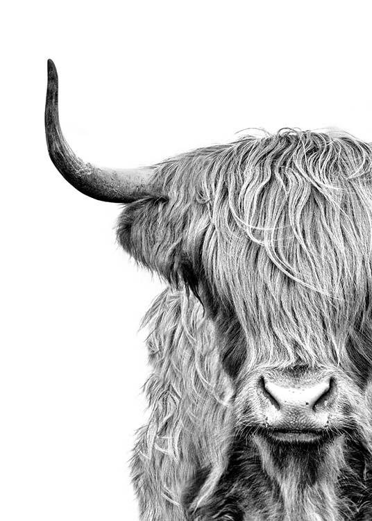  – Fotografia a preto e branco de uma vaca das terras altas com pelo em frente aos olhos