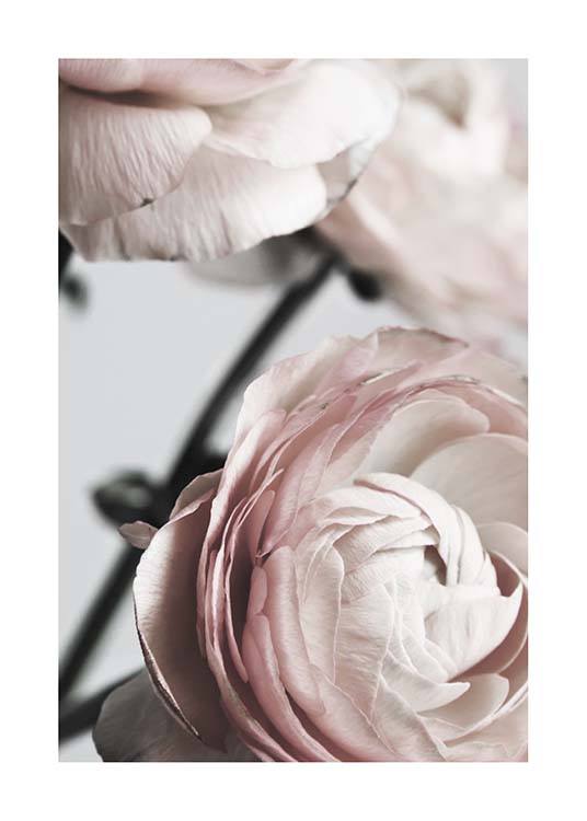 Pink Ranunculus Two Poster / Arte fotográfica em Desenio AB (3924)