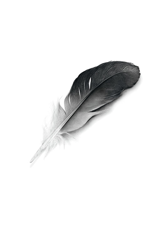 Black Feather Poster