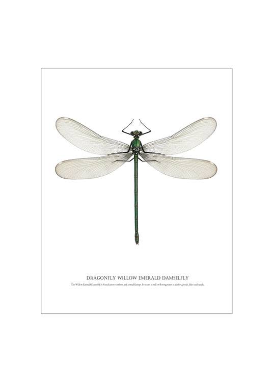 Dragonfly White Poster