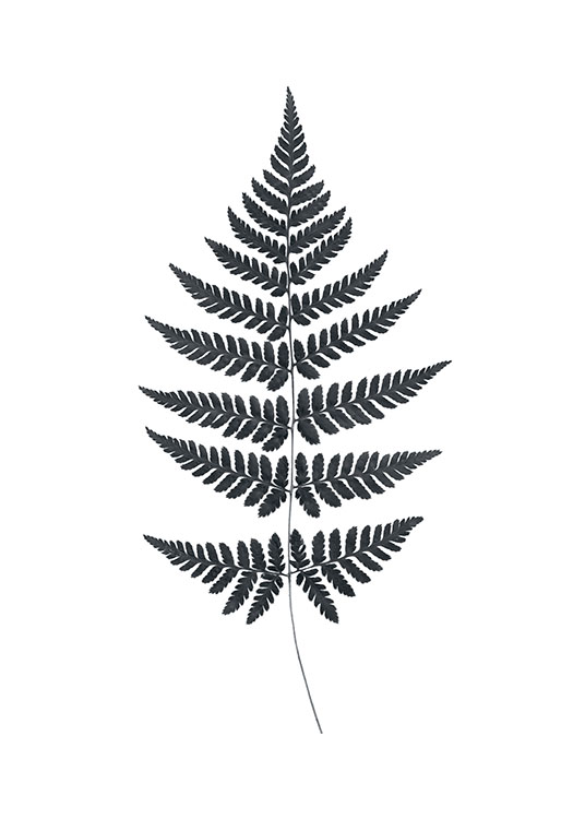 Fern Poster