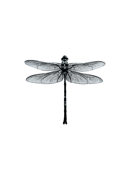 Dragonfly Black And White Poster