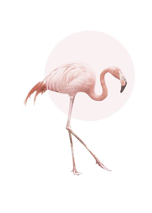 Illustrated Flamingo Poster