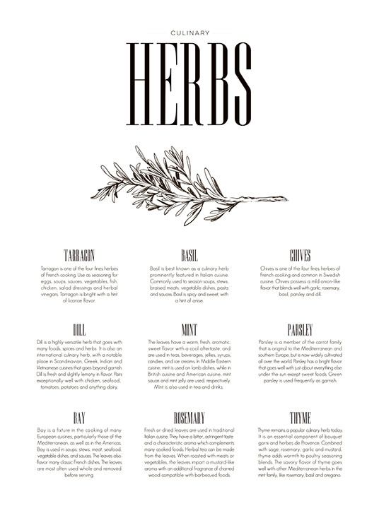Herbs Type Poster