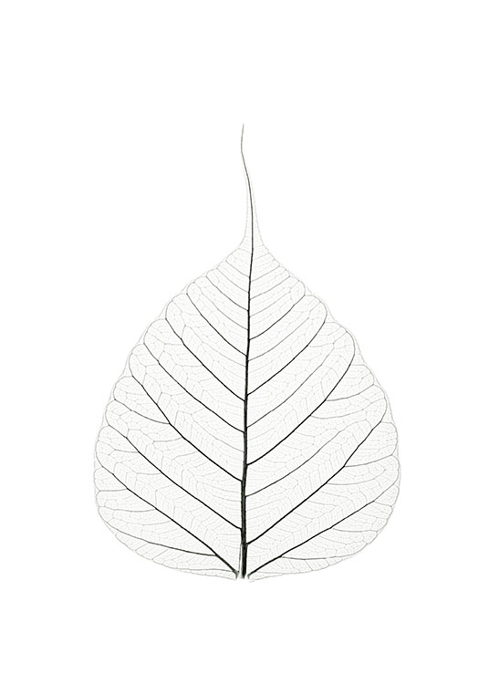 Skeleton Leaf Poster