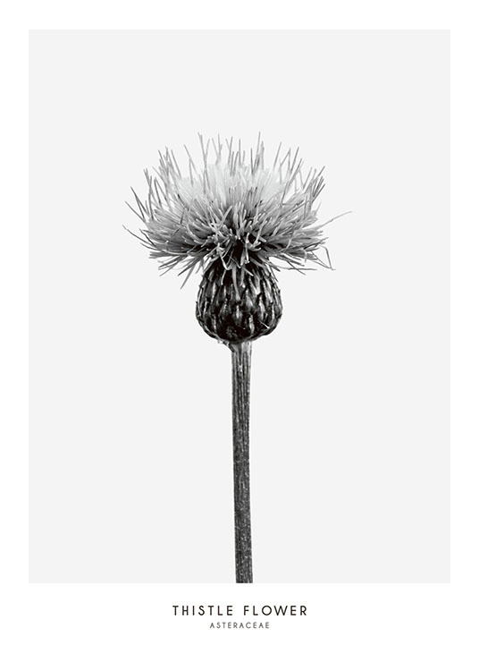 Thistle Flower Poster