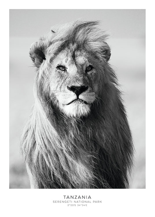 Lion Poster