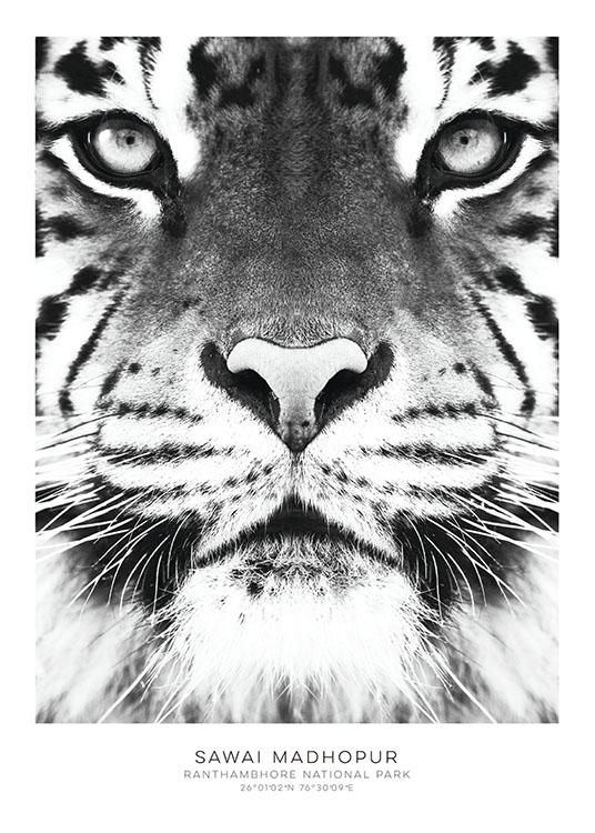 Tiger Poster