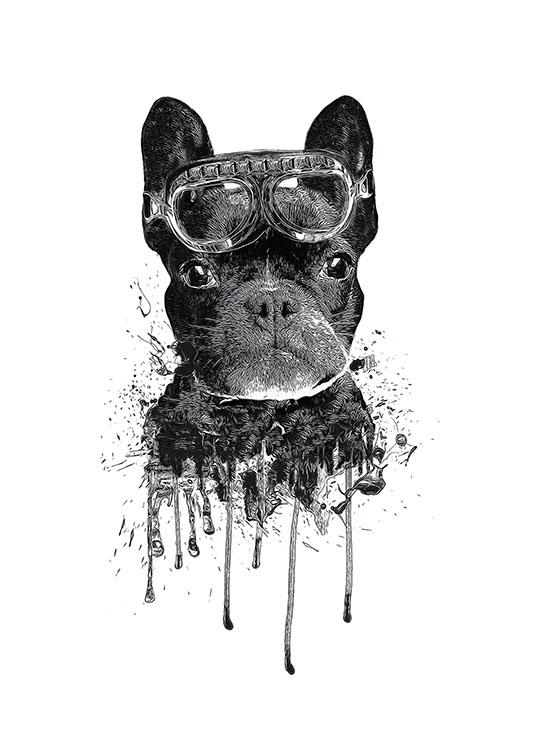 French Bulldog Poster