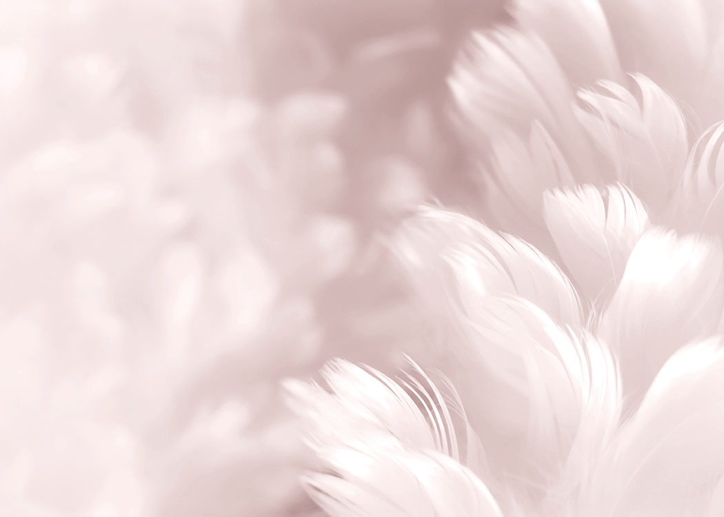Fluffy Pink Feathers Poster / Arte fotográfica em Desenio AB (8512)