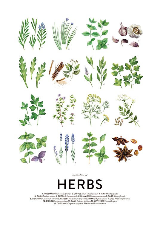 Culinary Herbs Poster / Guias da cozinha em Desenio AB (8589)