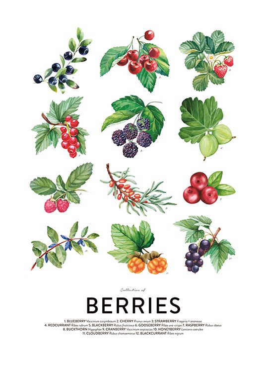 Berries Poster