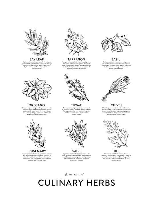 Collection Of Herbs Poster