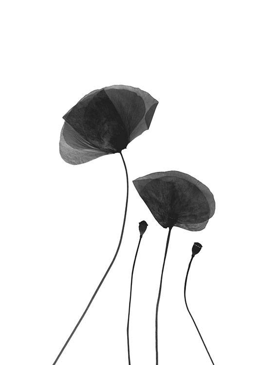 Black Poppy Flowers Poster