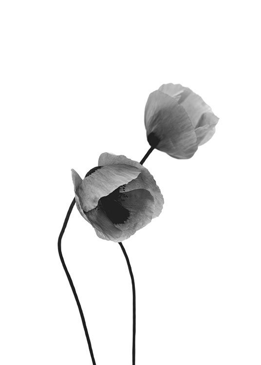 Grey Poppy Flowers Poster