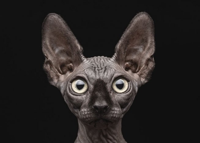 Sphynx Cat Poster