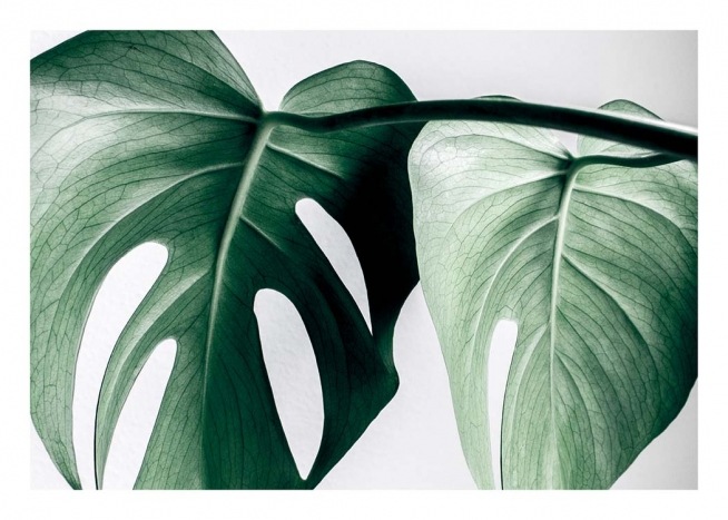 Monstera Two Poster