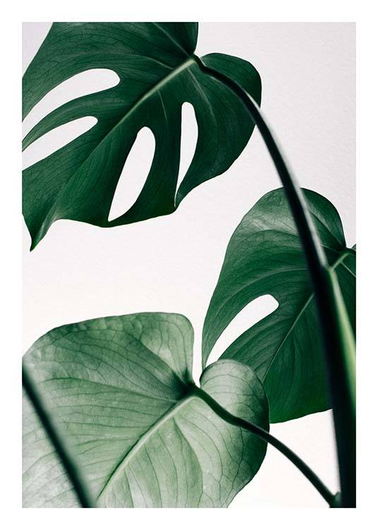 Monstera Three Poster