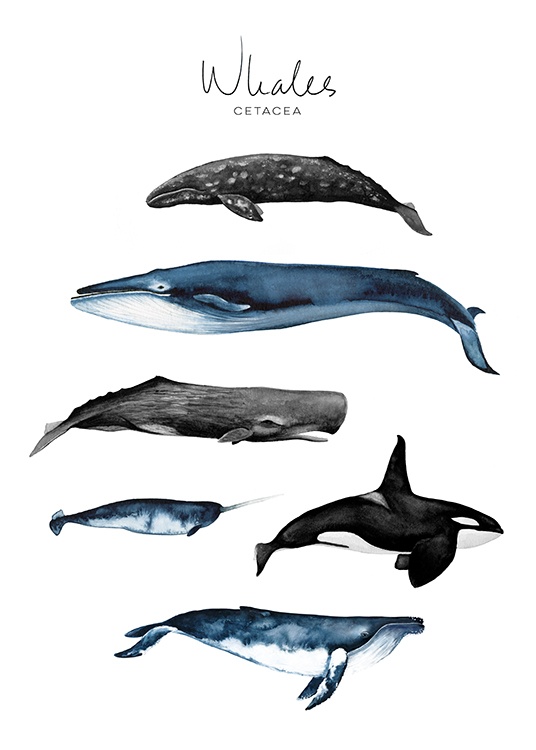Whales Poster / Ilustrações de animais em Desenio AB (8989)