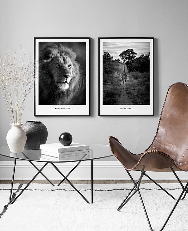 Duo quadros preto&branco com animais selvagens